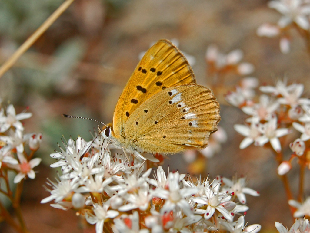 Lycaena virgaureae